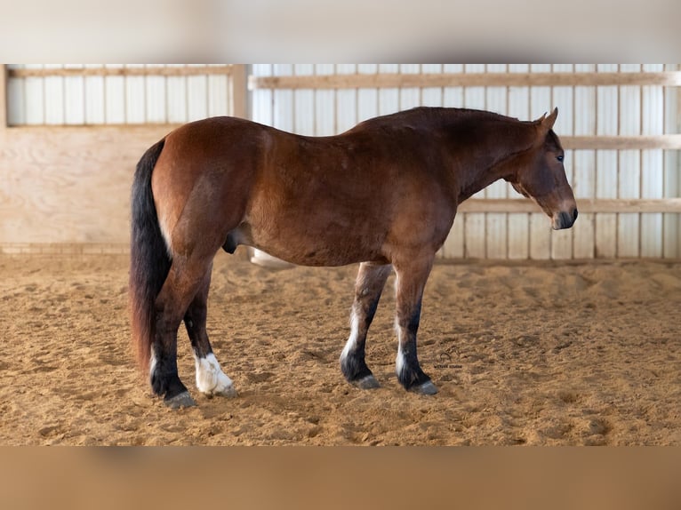 Draft Horse Mix Gelding 5 years 16.1 hh Bay in Fredericksburg
