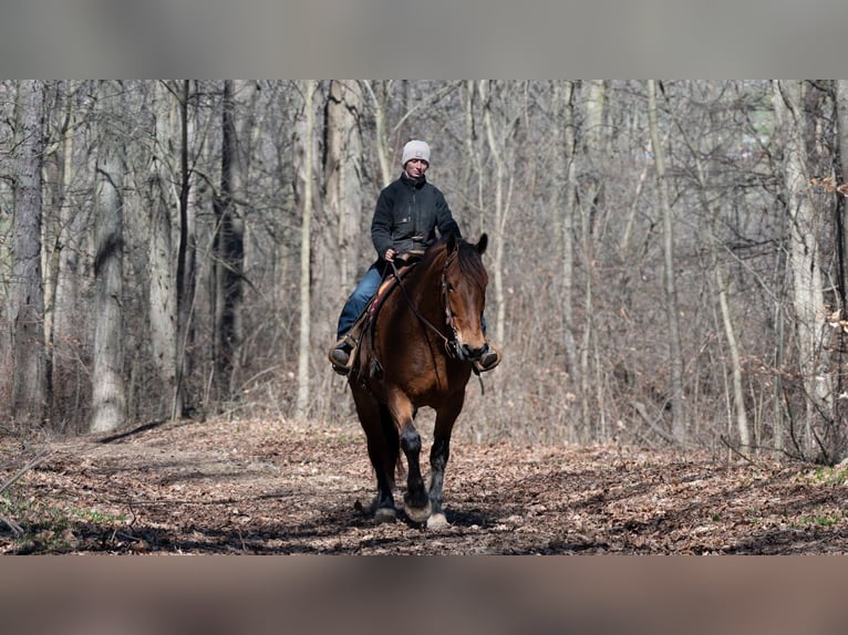 Draft Horse Mix Gelding 5 years 16.1 hh Bay in Fredericksburg