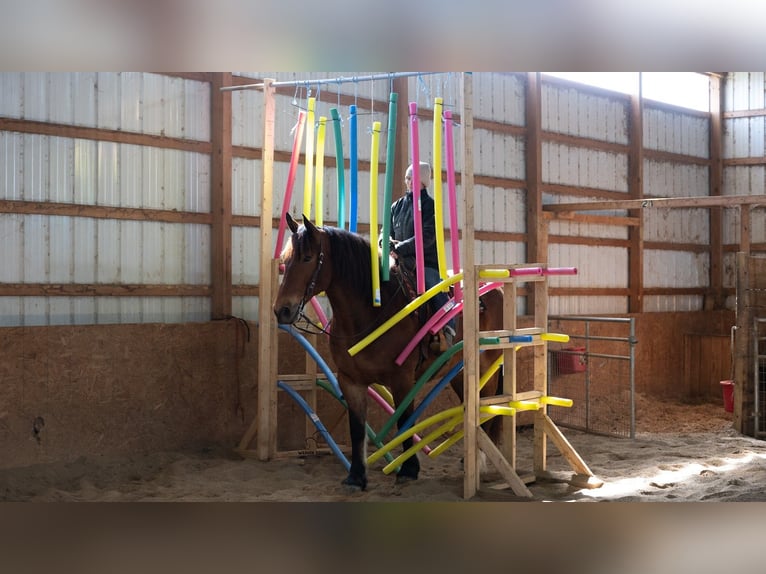 Draft Horse Mix Gelding 5 years 16.1 hh Bay in Fredericksburg