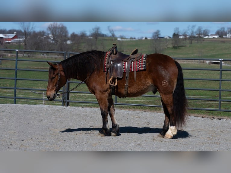 Draft Horse Mix Gelding 5 years 16.1 hh Bay in Fredericksburg