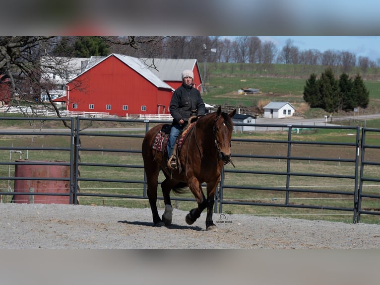 Draft Horse Mix Gelding 5 years 16.1 hh Bay in Fredericksburg