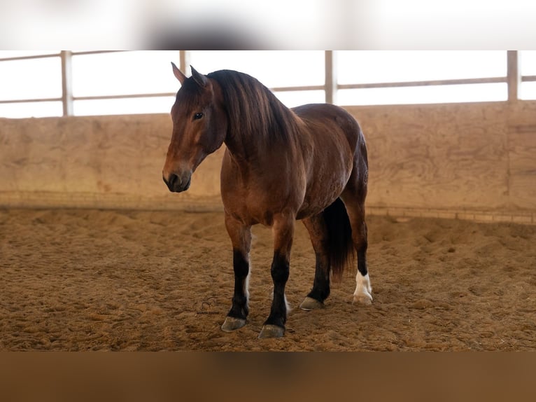 Draft Horse Mix Gelding 5 years 16.1 hh Bay in Fredericksburg