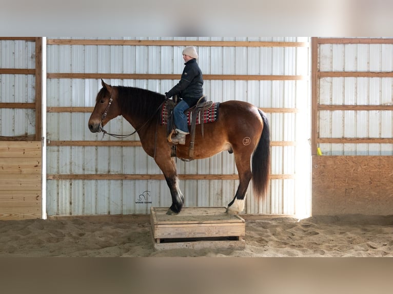 Draft Horse Mix Gelding 5 years 16.1 hh Bay in Fredericksburg