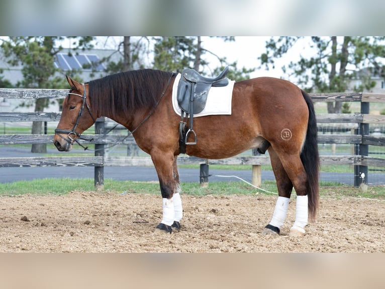 Draft Horse Mix Gelding 5 years 16.1 hh Bay in Fredericksburg