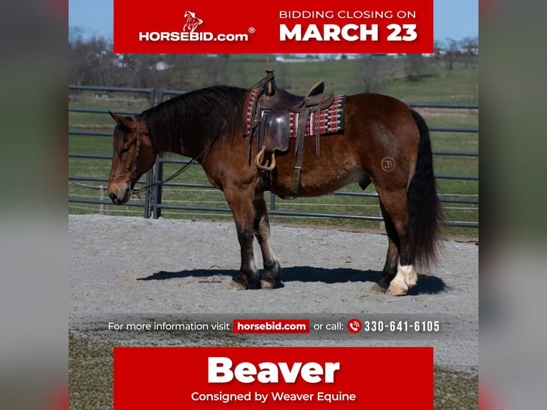 Draft Horse Mix Gelding 5 years 16.1 hh Bay in Fredericksburg