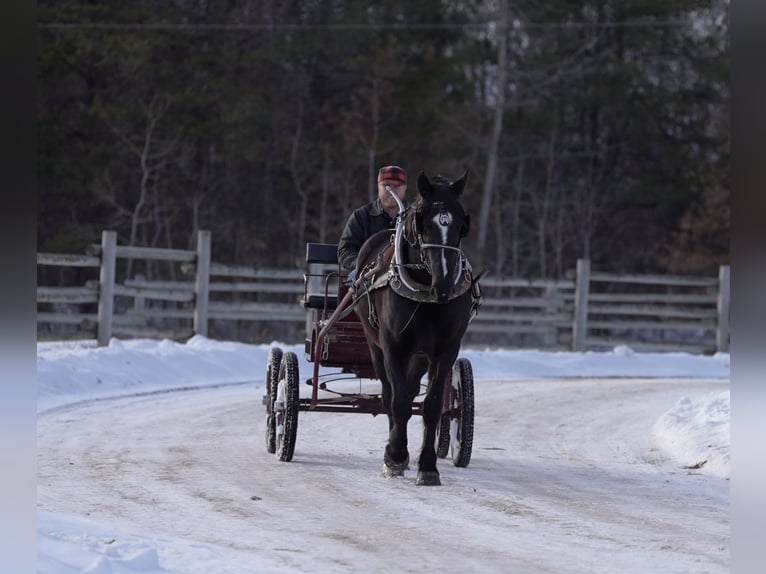Draft Horse Mix Gelding 5 years 16,1 hh Black in Nevis