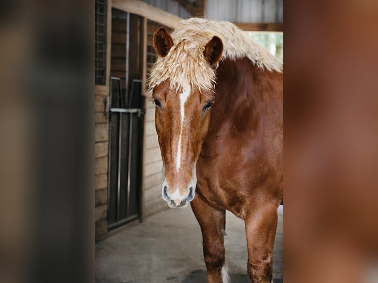 Draft Horse Gelding 5 years 16.1 hh Chestnut in Land O Lakes