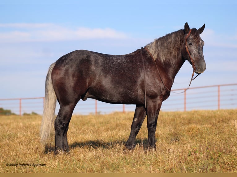 Draft Horse Mix Gelding 5 years 16,1 hh Gray in Baxter Springs, KS