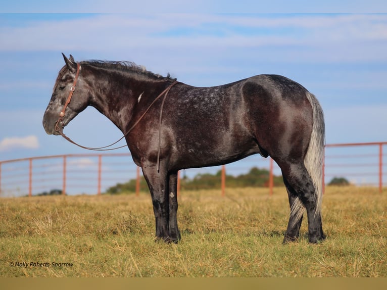 Draft Horse Mix Gelding 5 years 16,1 hh Gray in Baxter Springs, KS