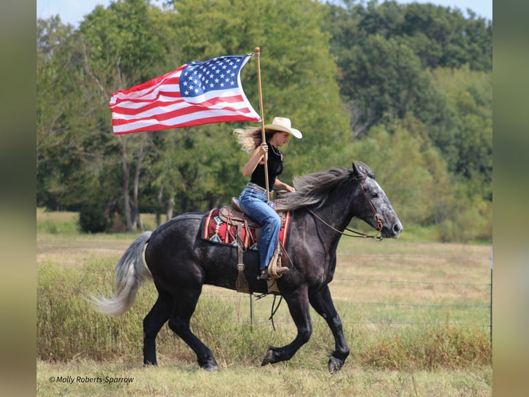 Draft Horse Mix Gelding 5 years 16,1 hh Gray in Baxter Springs, KS