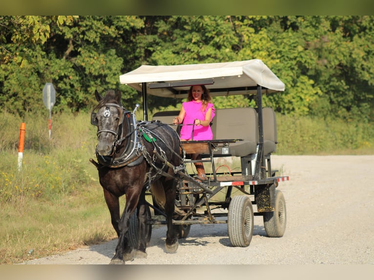 Draft Horse Mix Gelding 5 years 16,1 hh Gray in Baxter Springs, KS