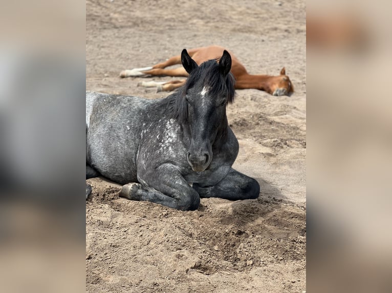 Draft Horse Mix Gelding 5 years 16,1 hh Roan-Blue in Saint Anthony