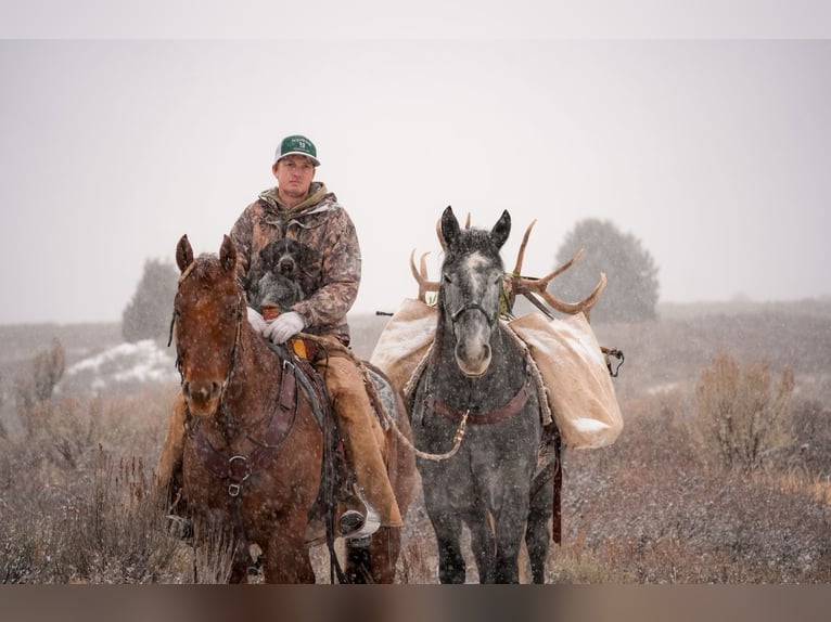 Draft Horse Mix Gelding 5 years 16,1 hh Roan-Blue in Saint Anthony