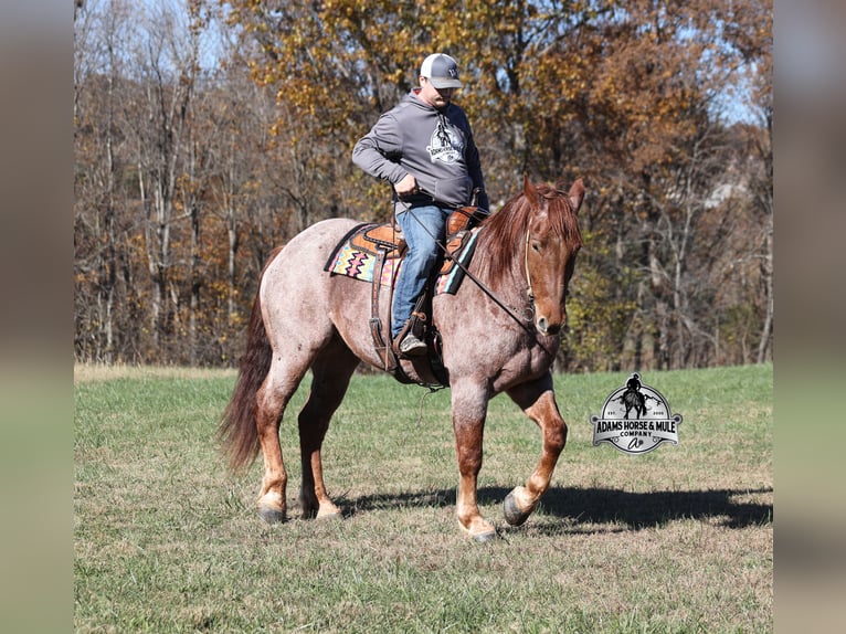 Draft Horse Mix Gelding 5 years 16.1 hh Roan-Red in Mount Vernon