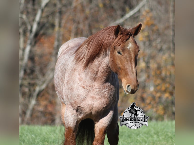 Draft Horse Mix Gelding 5 years 16.1 hh Roan-Red in Mount Vernon