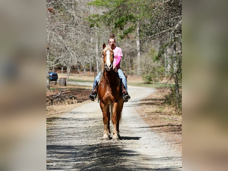 Draft Horse Mix Gelding 5 years 16.1 hh Sorrel in Blairsville