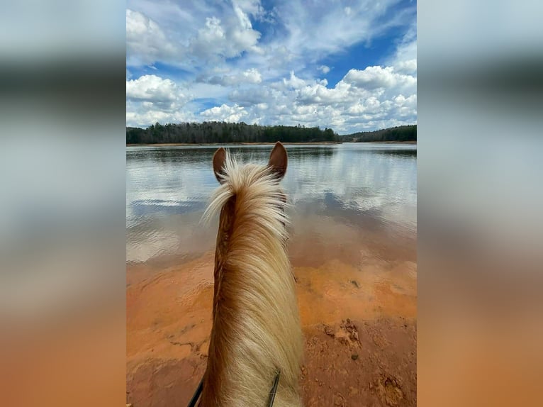 Draft Horse Mix Gelding 5 years 16.1 hh Sorrel in Blairsville