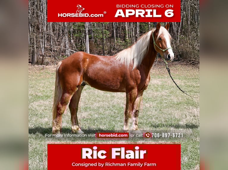 Draft Horse Mix Gelding 5 years 16.1 hh Sorrel in Blairsville