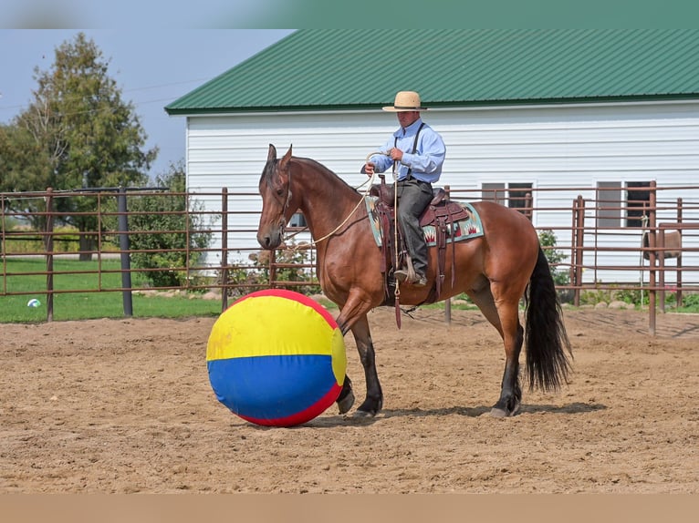 Draft Horse Gelding 5 years 16.2 hh Bay in Fairbank IA
