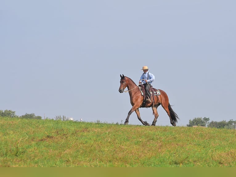 Draft Horse Gelding 5 years 16.2 hh Bay in Fairbank IA