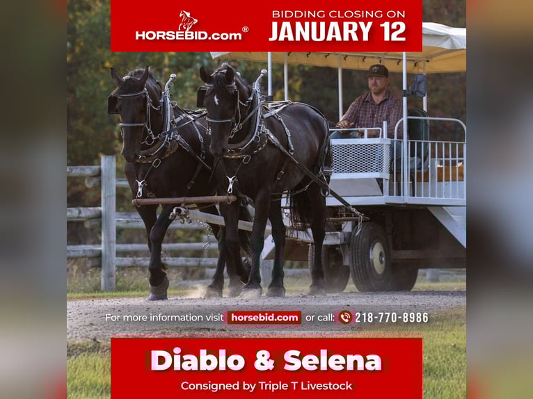 Draft Horse Mix Gelding 5 years 16,2 hh Black in Nevis