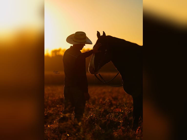 Draft Horse Mix Gelding 5 years 16,2 hh Black in Fairbank