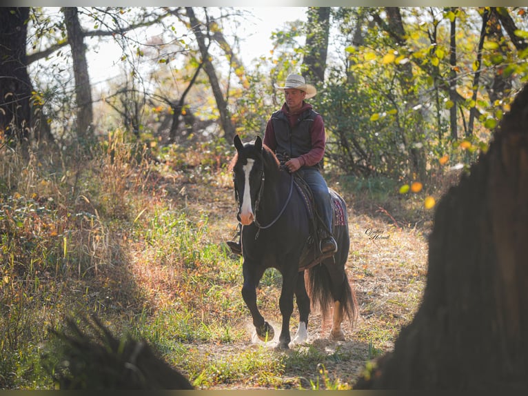 Draft Horse Mix Gelding 5 years 16,2 hh Black in Fairbank
