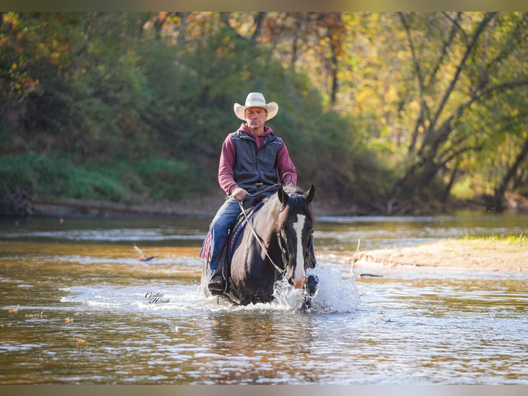 Draft Horse Mix Gelding 5 years 16,2 hh Black in Fairbank