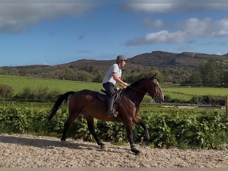 Draft Horse Gelding 5 years 16.2 hh Brown in Sligo