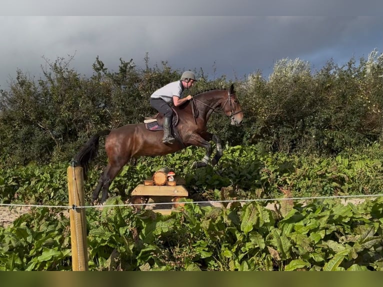 Draft Horse Gelding 5 years 16.2 hh Brown in Sligo