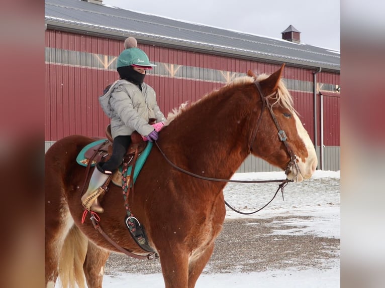 Draft Horse Mix Gelding 5 years 16.2 hh Chestnut in Howell