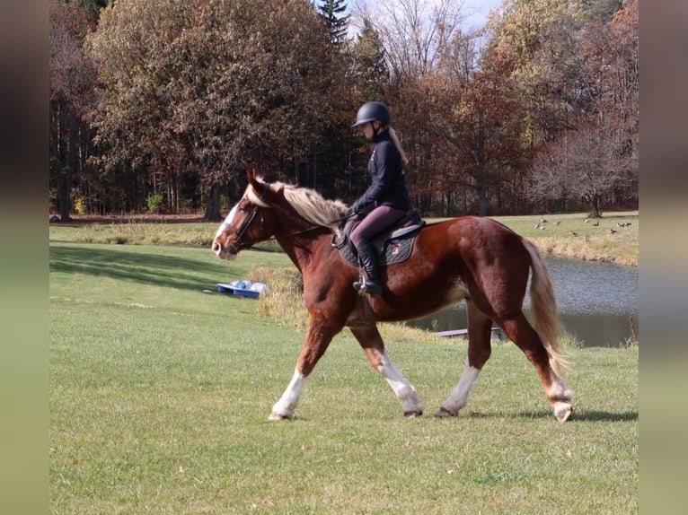 Draft Horse Mix Gelding 5 years 16.2 hh Chestnut in Howell
