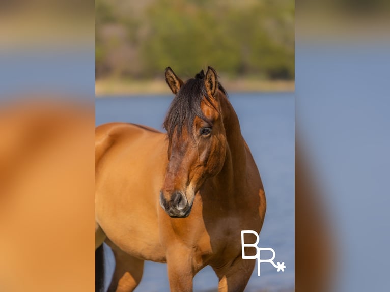 Draft Horse Gelding 5 years 16,2 hh Dun in Mountain Grove MO