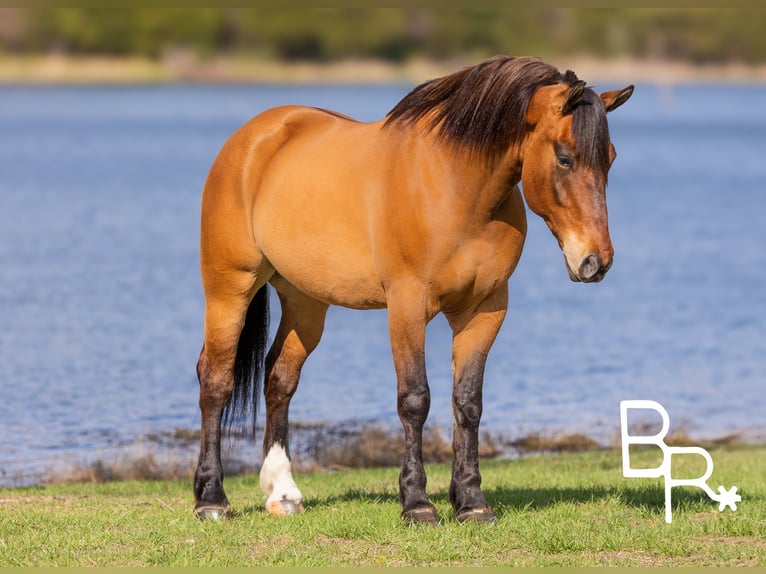 Draft Horse Gelding 5 years 16,2 hh Dun in Mountain Grove MO