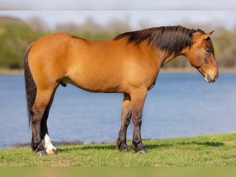 Draft Horse Gelding 5 years 16,2 hh Dun in Mountain Grove MO