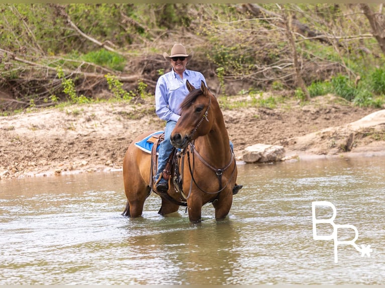 Draft Horse Gelding 5 years 16,2 hh Dun in Mountain Grove MO