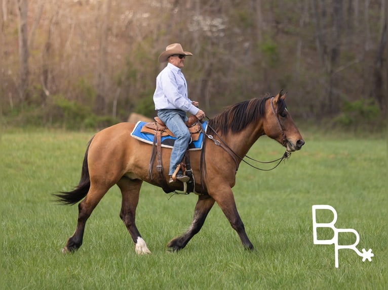 Draft Horse Gelding 5 years 16,2 hh Dun in Mountain Grove MO