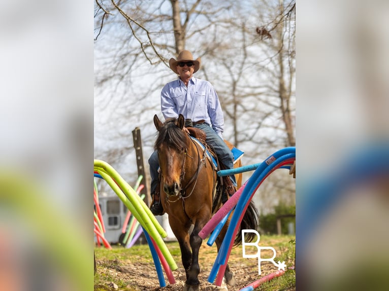Draft Horse Gelding 5 years 16,2 hh Dun in Mountain Grove MO