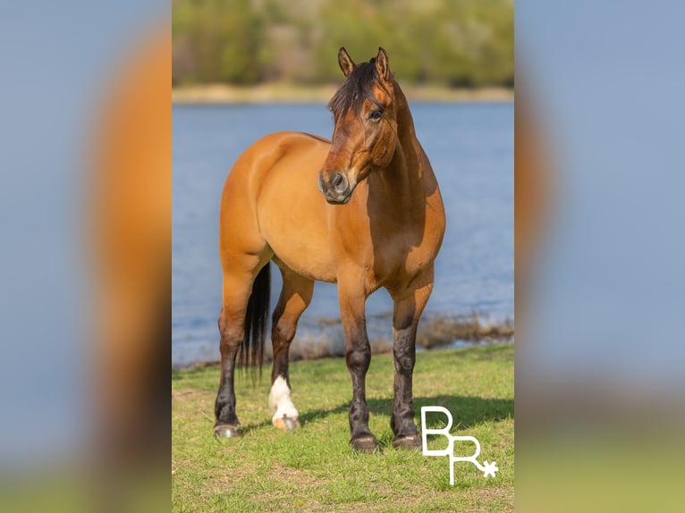 Draft Horse Gelding 5 years 16,2 hh Dun in Mountain Grove MO