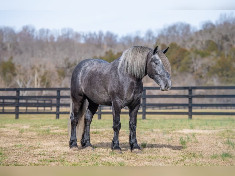 Draft Horse Gelding 5 years 16.2 hh Grey in Fairbank
