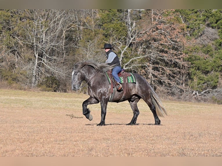 Draft Horse Gelding 5 years 16.2 hh Grey in Fairbank
