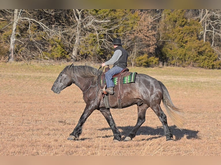 Draft Horse Gelding 5 years 16.2 hh Grey in Fairbank