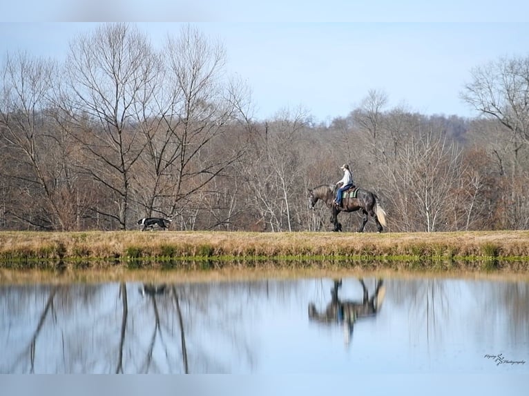 Draft Horse Gelding 5 years 16.2 hh Grey in Fairbank