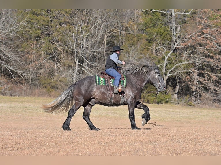 Draft Horse Gelding 5 years 16.2 hh Grey in Fairbank