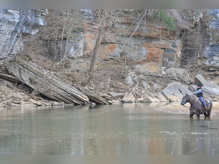 Draft Horse Gelding 5 years 16.2 hh Grey in Fairbank