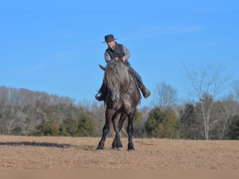 Draft Horse Gelding 5 years 16.2 hh Grey in Fairbank