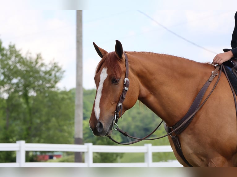 Draft Horse Mix Gelding 5 years 16,2 hh Red Dun in Dundee