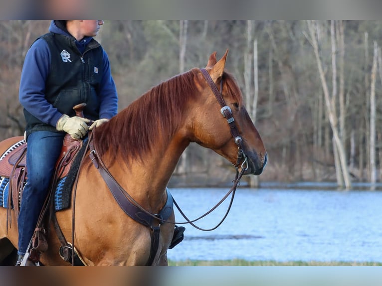 Draft Horse Mix Gelding 5 years 16,2 hh Red Dun in Dundee