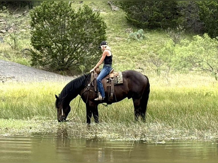 Draft Horse Gelding 5 years 16,3 hh Black in Jacksboro TX