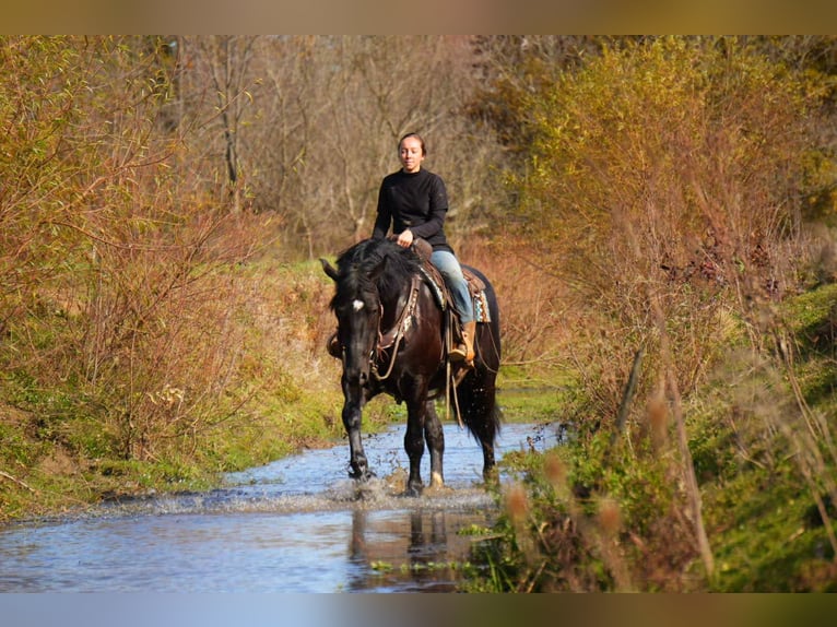 Draft Horse Mix Gelding 5 years 16 hh Black in Fresno